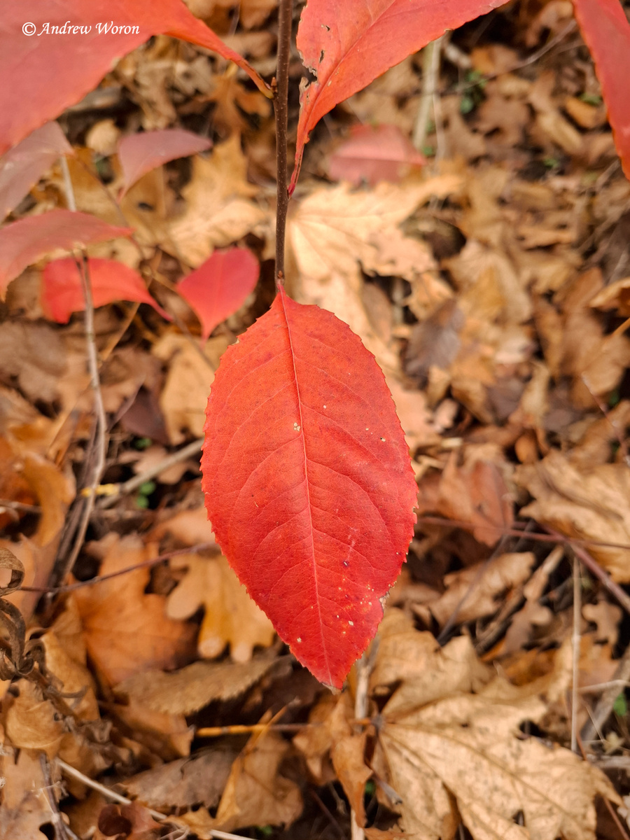 Красные листья дикой груши