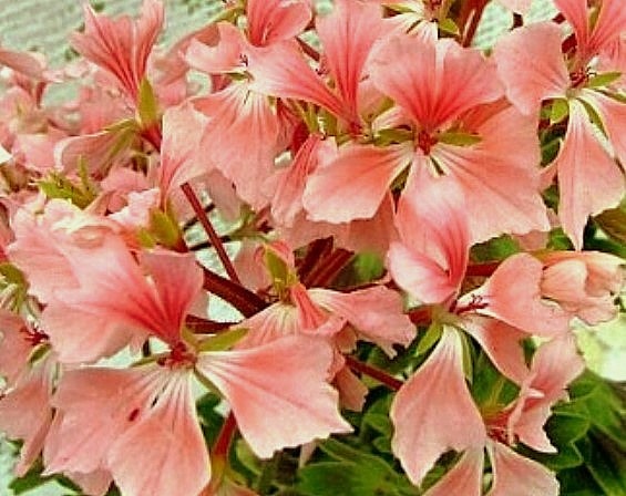 такой она, эта сверхновая! 