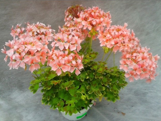 Это же целое скопление звёздочек! Только не на небосклоне...