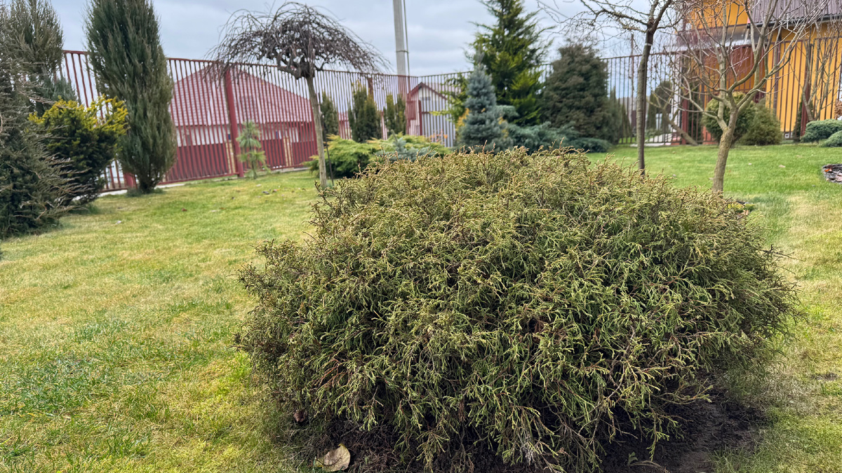 туя «Боулинг Болл»