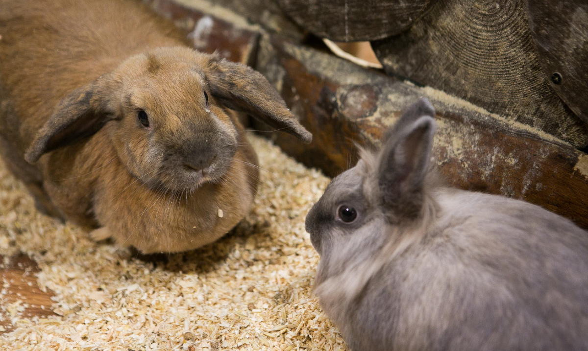 Фото: nsknews.info