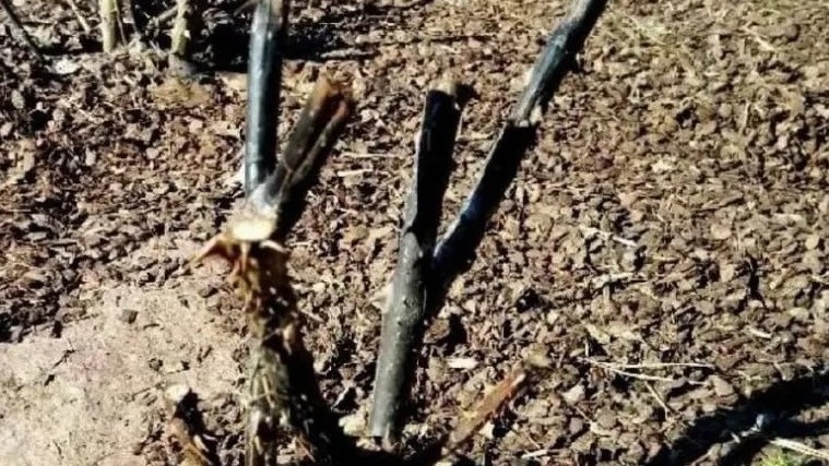 Результат зимовки под лапником - почерневшие стебли и погибшие кусты