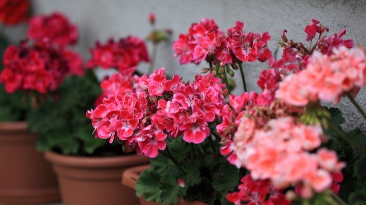 Мои герани после применения кухонных подкормок