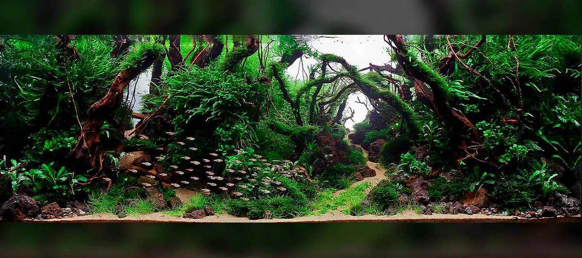 Профессиональные скейперы используют только Soil грунты. Конкурсный аквариум Джоша Сима 