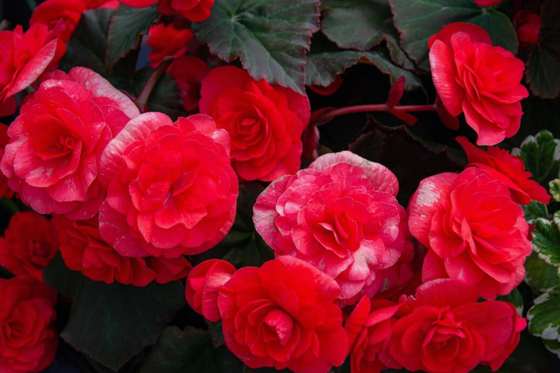 Begonia Elatior