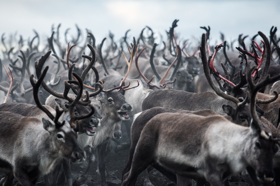    Shutterstock/FOTODOM