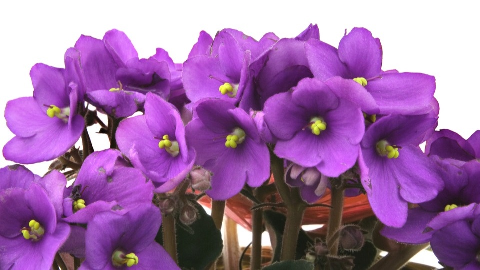 Шапочное цветение - когда бутонов так много, что листьев практически не видно