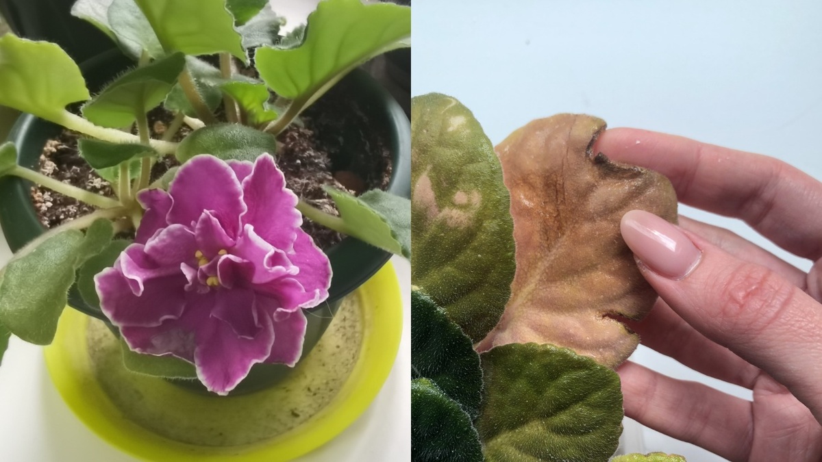 Слева - здоровый лист, справа - результат избыточного полива