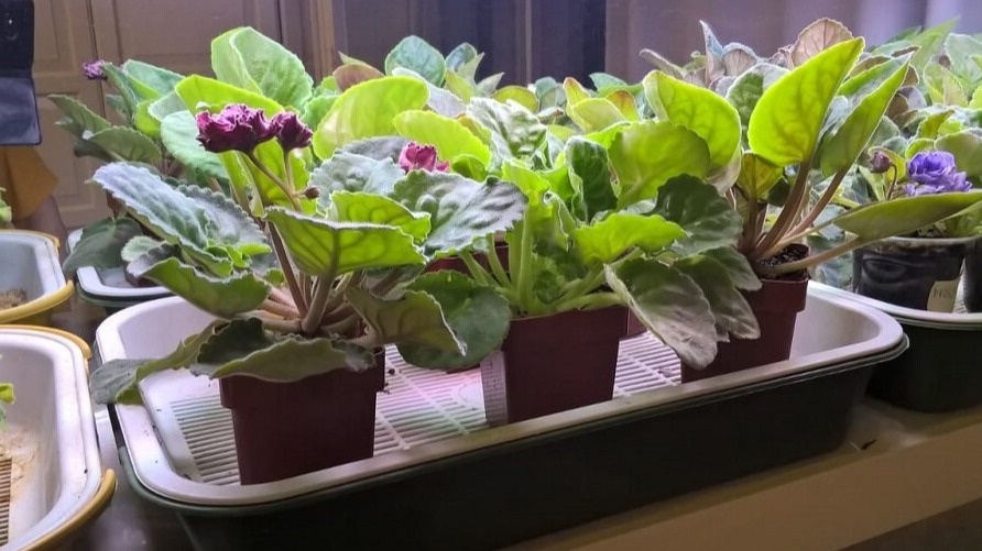 Поливаю фиалки 3 способами без гнили листьев. За год цветут шапками