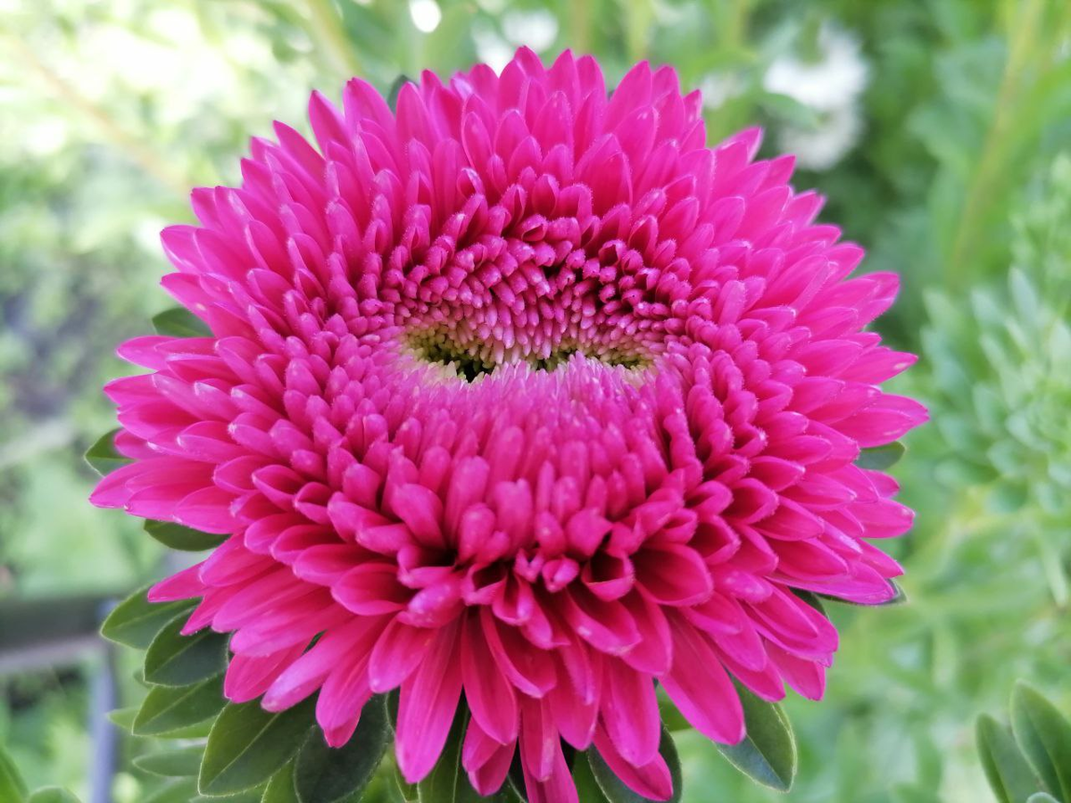 Хризантелла Малиновый восторг, фото автора