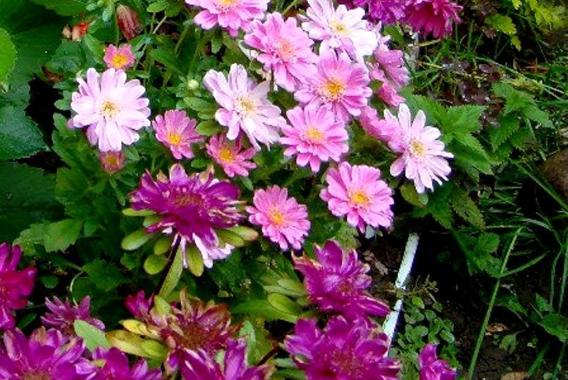 Карликовые астры против хризантелл