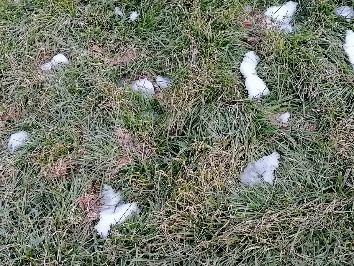 Земля теперь выглядит так. Зелень со снегом. 