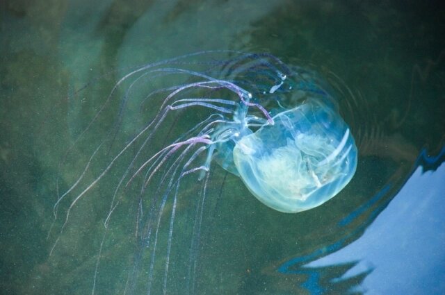    Кубомедуза. Фото: istockphoto.com