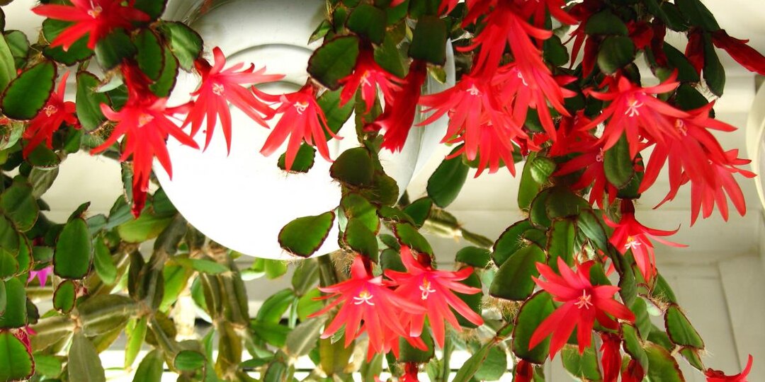 Кофейная гуща улучшает структуру почвы кактуса — садовод Рэйчел Кемери