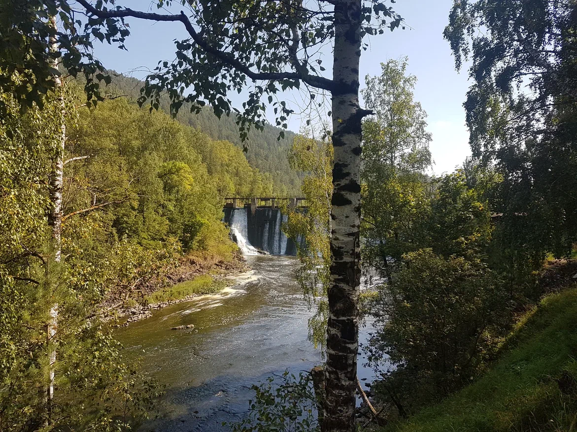 Я предлагаю всё же деревья такого плана оставить для диких мест - там они смотрятся куда уместнее, чем на участке