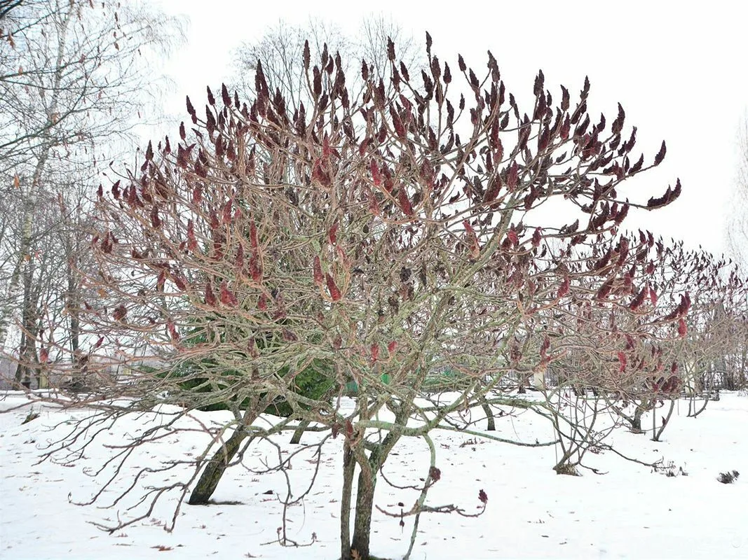 Выглядит красиво, но захватывает территории только так