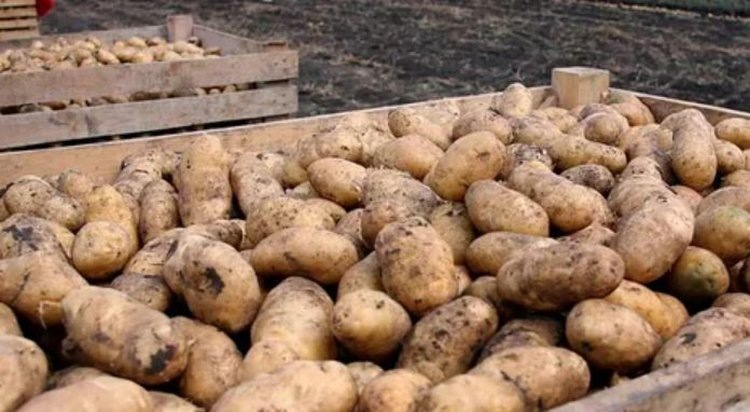    Фото: Филиал Россельхозцентра Кабардино-Балкарской Республики