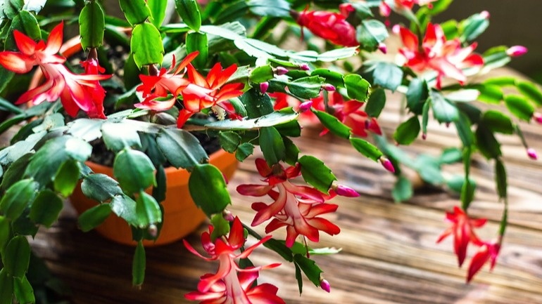 Домашний декабрист зацвел через 20 дней после процедуры. Раньше молчал 4 года подряд