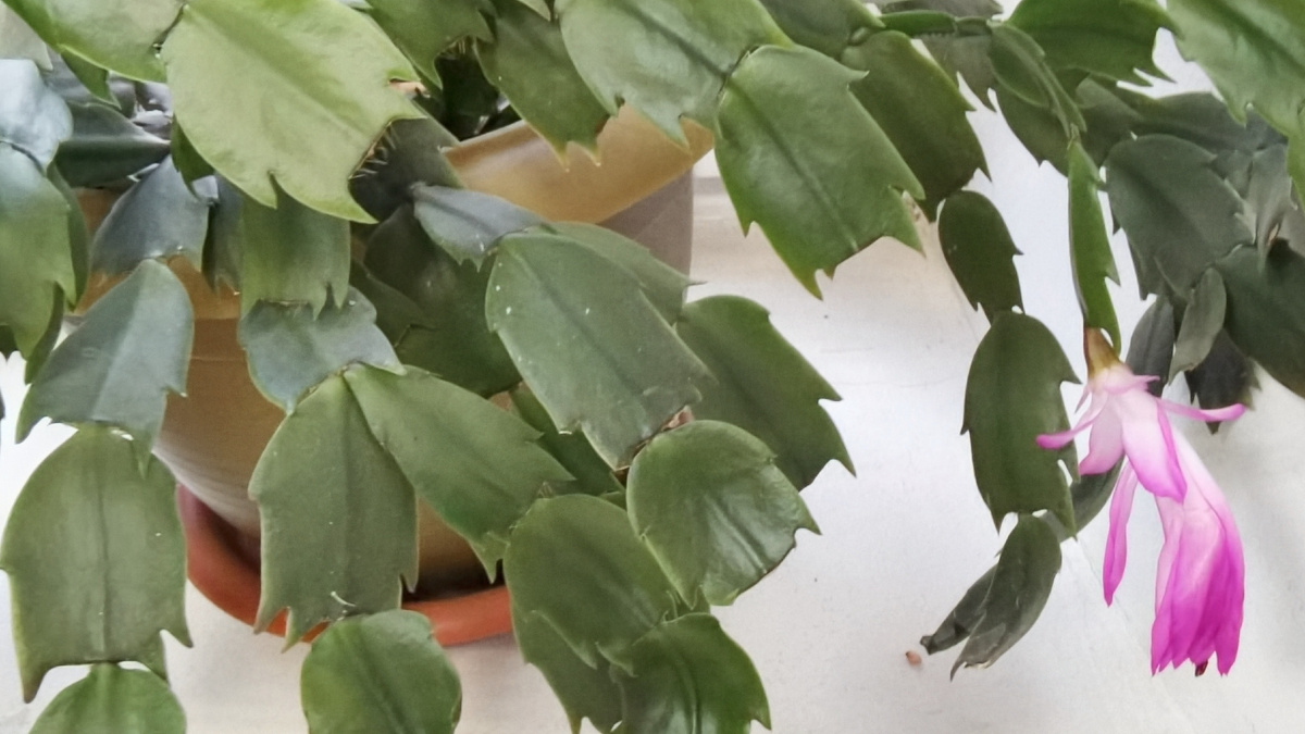 Разница в уходе дает кардинально разные результаты