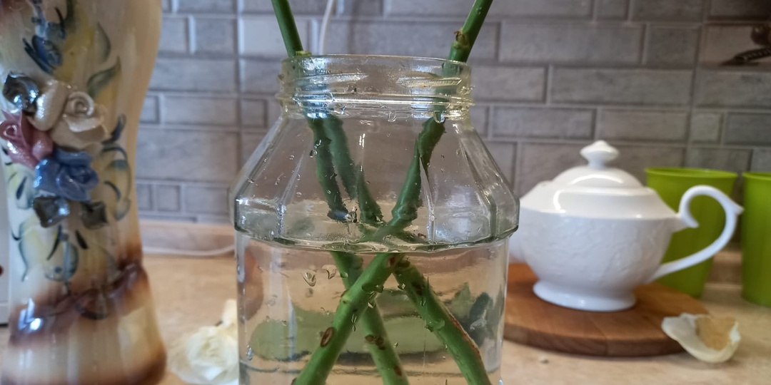 Варю домашние стимуляторы из кухонных остатков. Большинство черенков корневеют за 4-7 дней