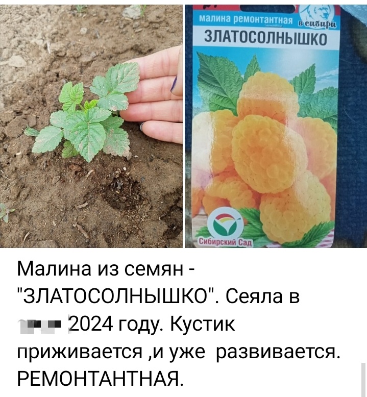 Из семян Малина Златосолнышко 2024 год.