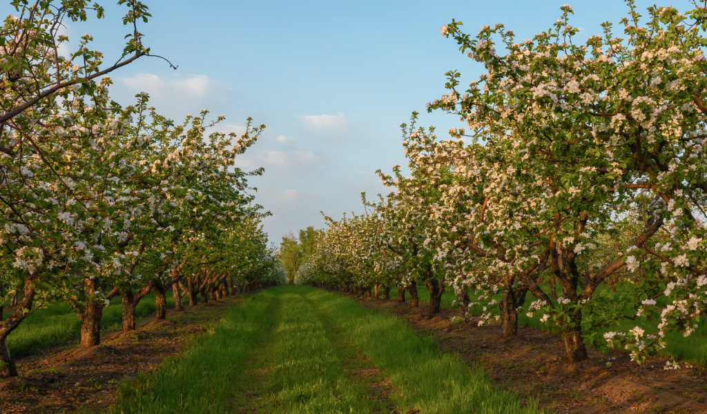 Цветение Либерти Органик