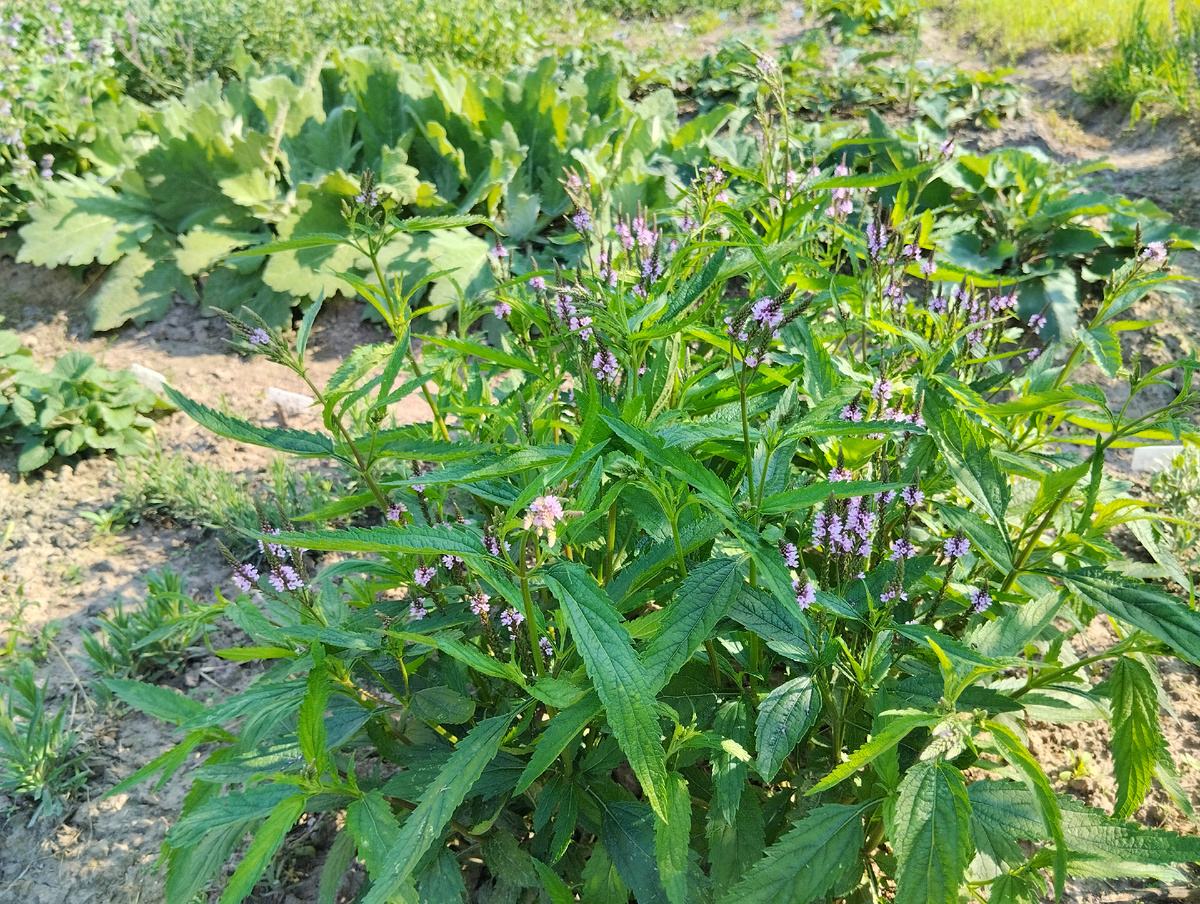 Вербена копьевидная 10 июля