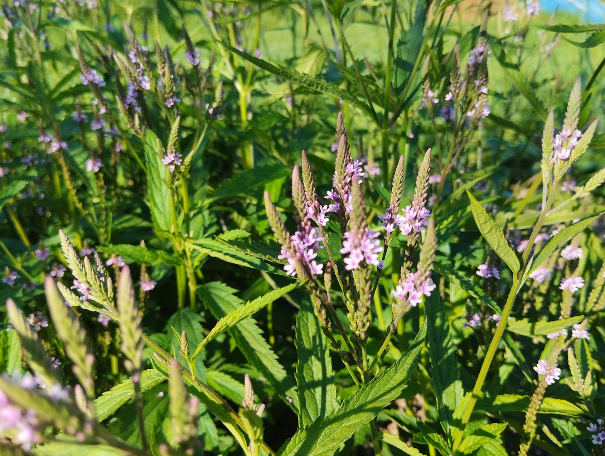 Вербена копьевидная