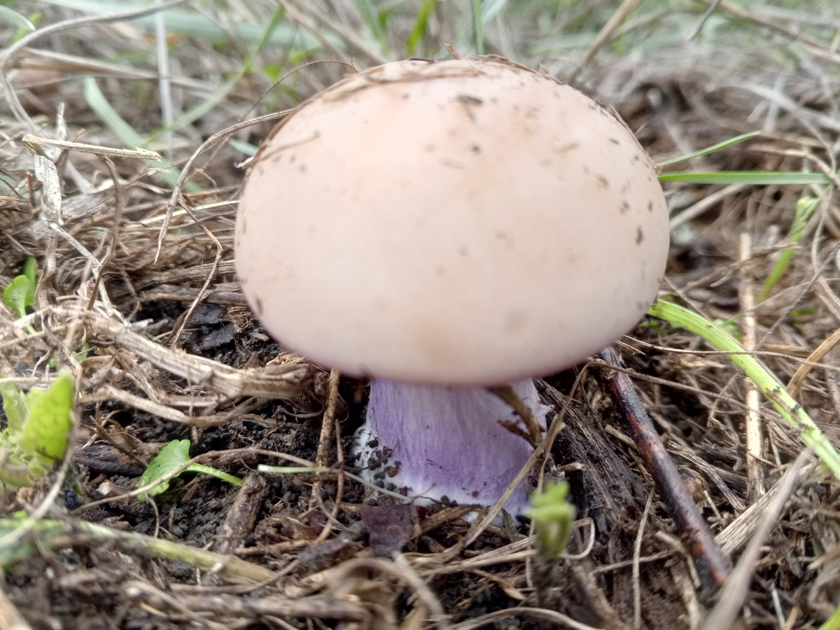 Синеножка. Фото авторов