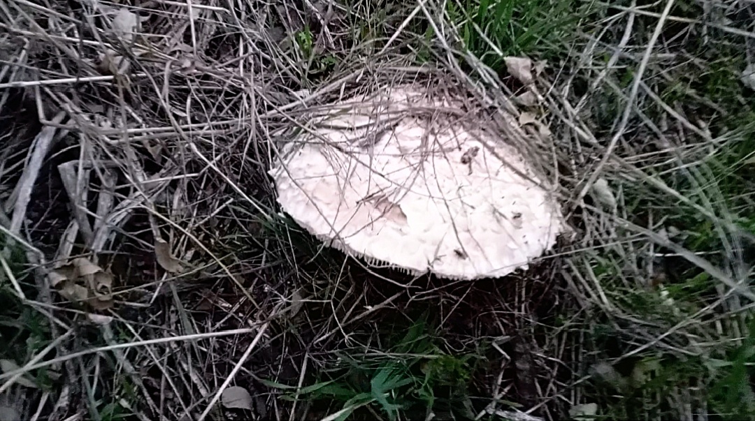 Зонтик краснеющий. Фото авторов