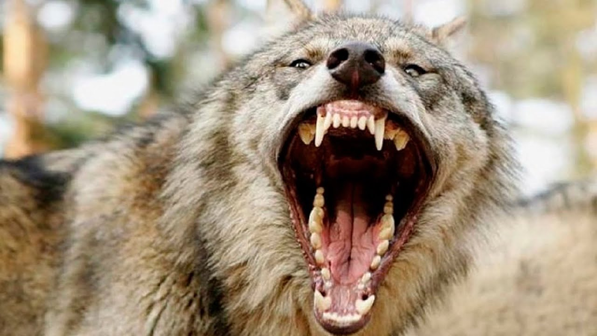 У меня есть целых 4 причины вас укусить!