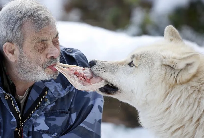 Почему волки нападают на людей? Голод — последняя по важности причина из 4