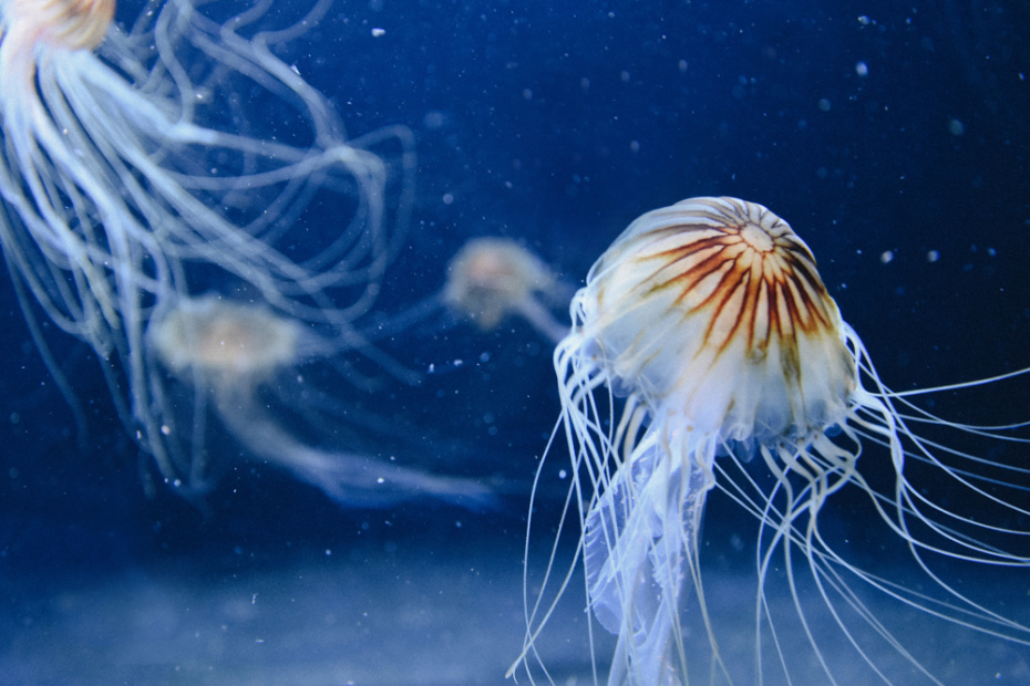    Shutterstock/FOTODOM