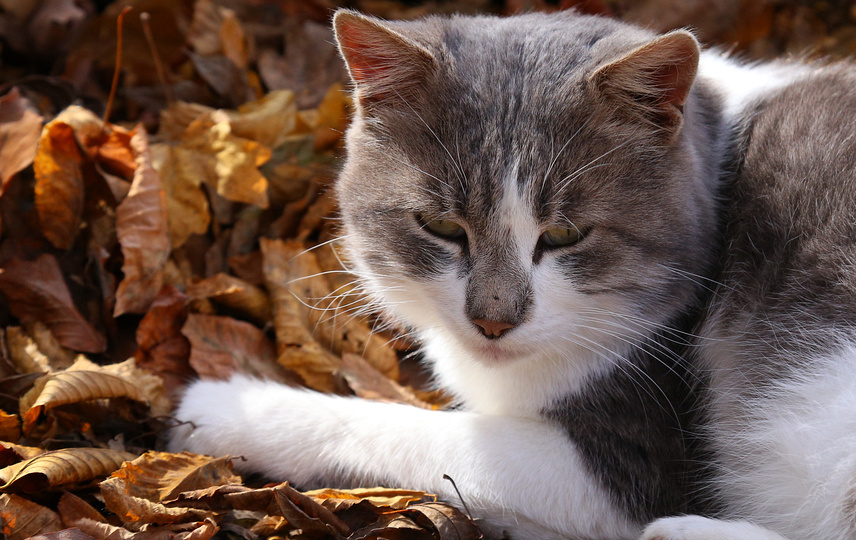 Рак языка 4ой степени и Я. Часть 316. Ожидание обследования и бюрократия. Рутина.