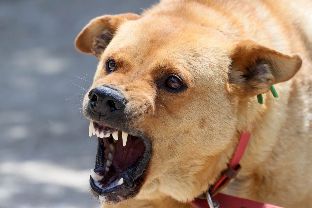    Фото © Сергей Мальгавко / ТАСС