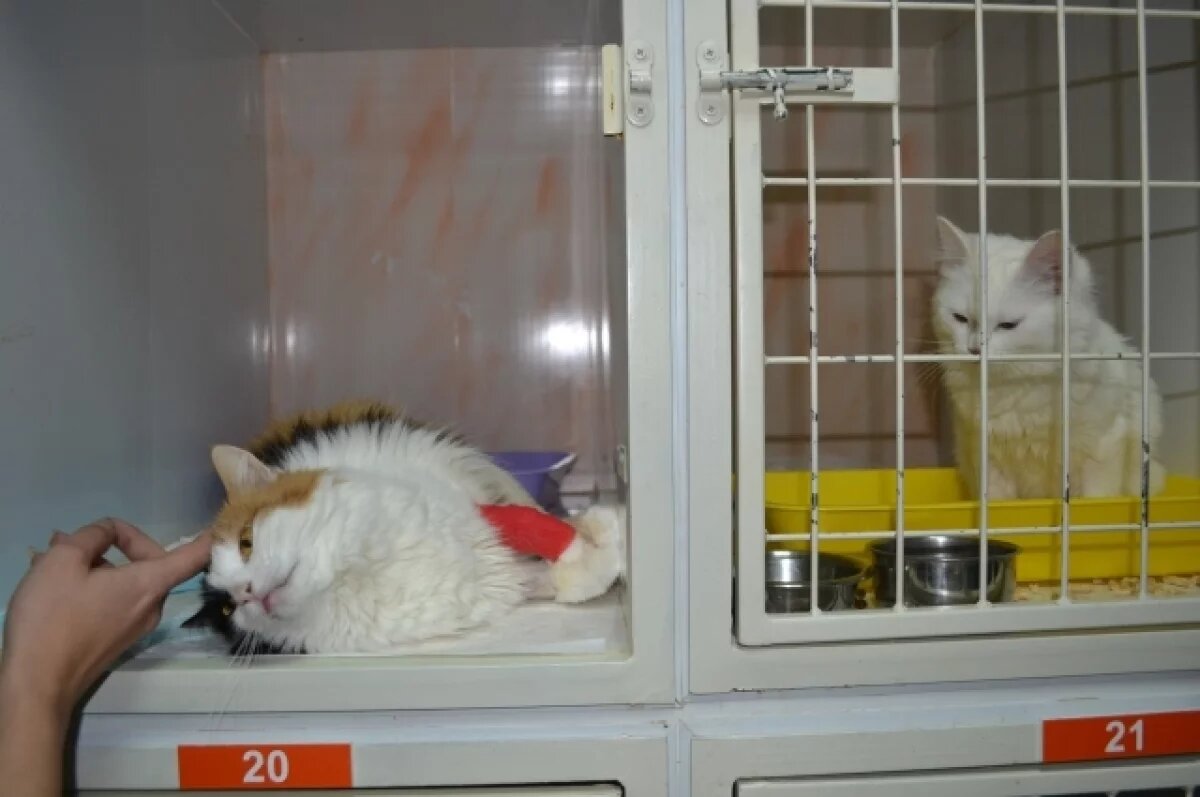    Отзывы на частную ветклинику в Ставрополе разнятся: одни её ругают, другие благодарят.