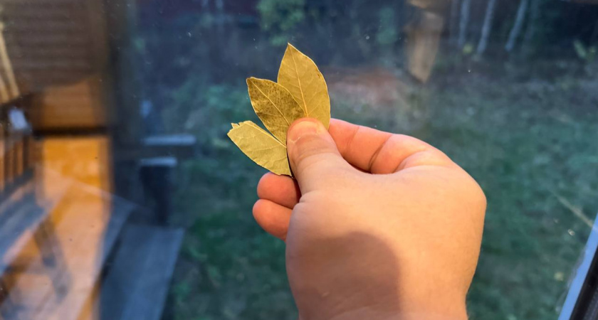    В ноябре зажигаю лавровый лист у себя в квартире - далеко не все знают, для чего это нужно сделать