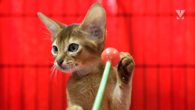      Фото: ИА «Победа26»