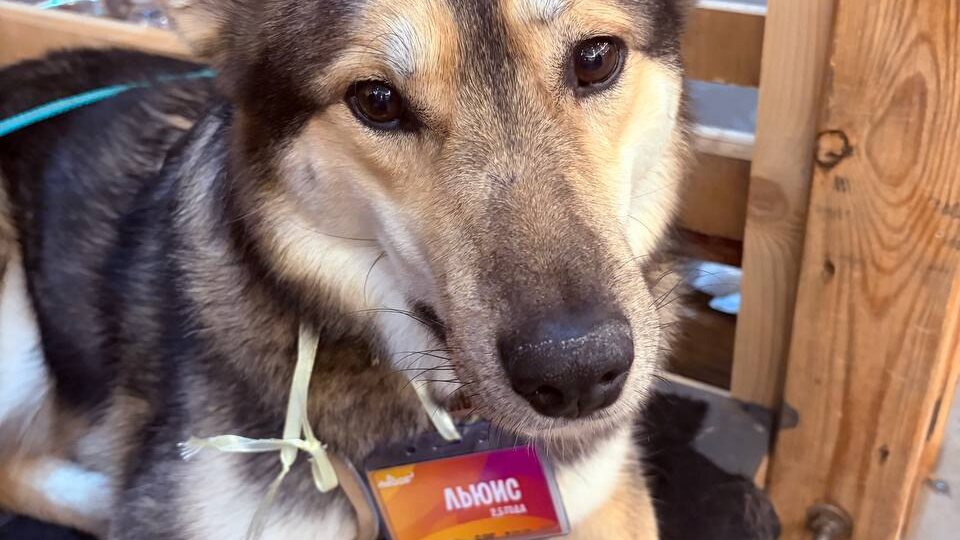 Его выбросили из машины на полном ходу…