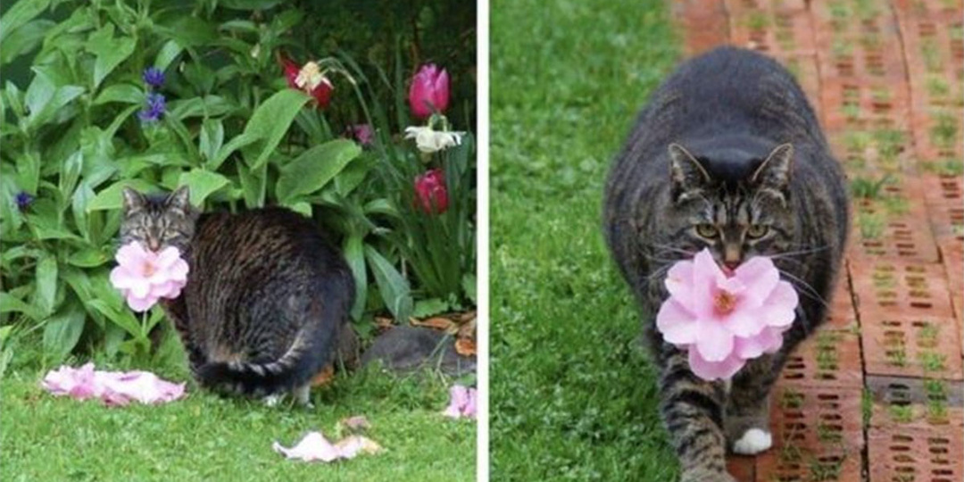 Может ли кот, кошка дарить подарки для души? Не мышь, а что-то красивое и несъедобное