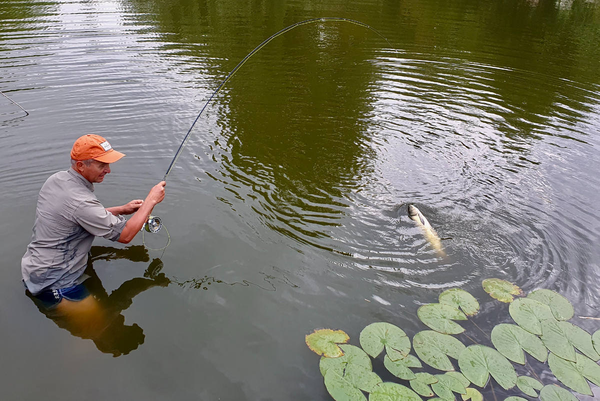 В жаркие летние дни белого амура можно ловить вот так
