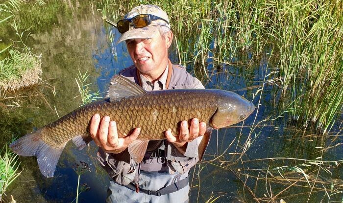 Этот травяной карп пойман с поводком 0.18 мм.