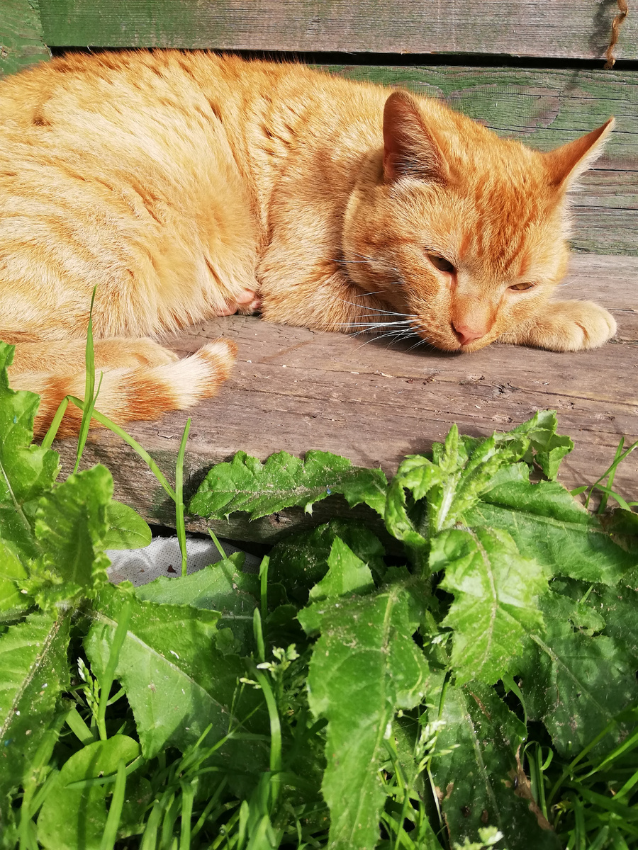 Лень-матушка