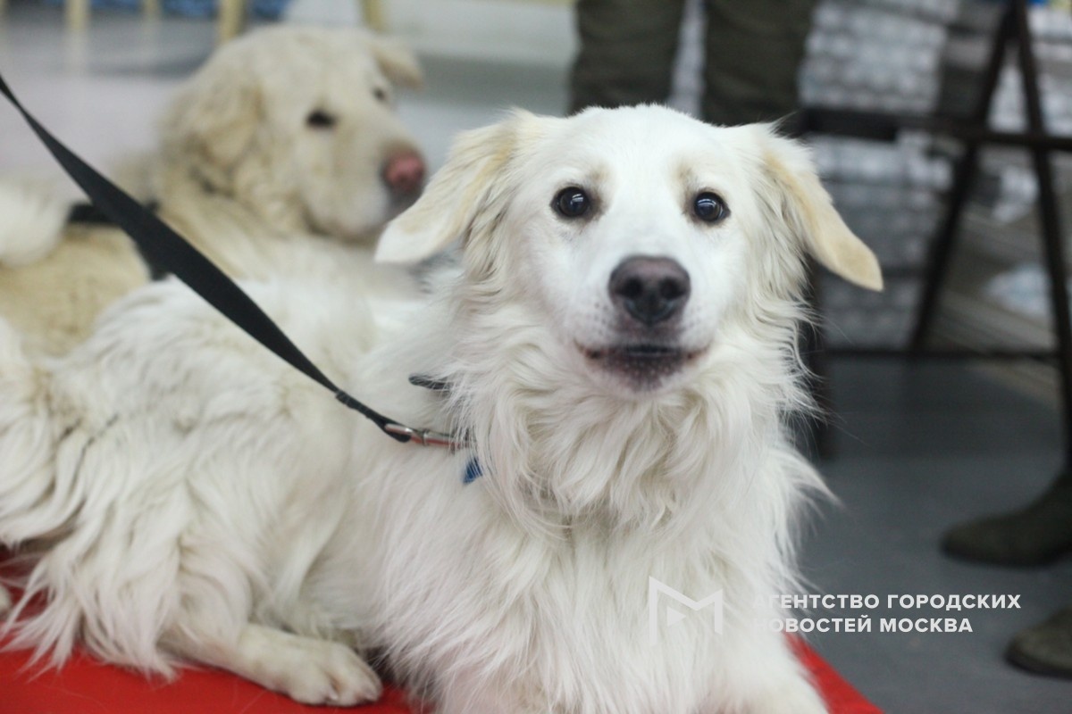 Фотограф: Сергей Ведяшкин