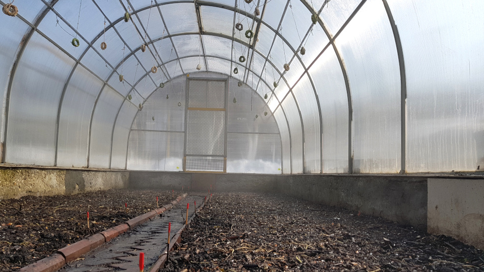 Серные шашки можно использовать для обеззараживания теплиц. Но не только. Фото: romchik911 / Shutterstock / Fotodom