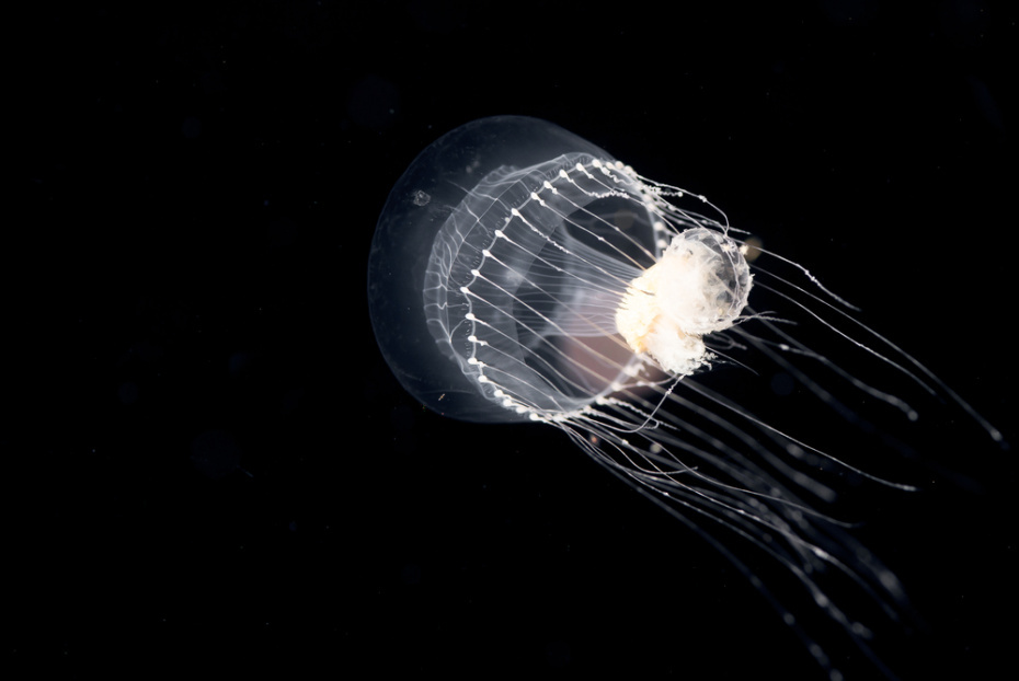    Shutterstock/FOTODOM