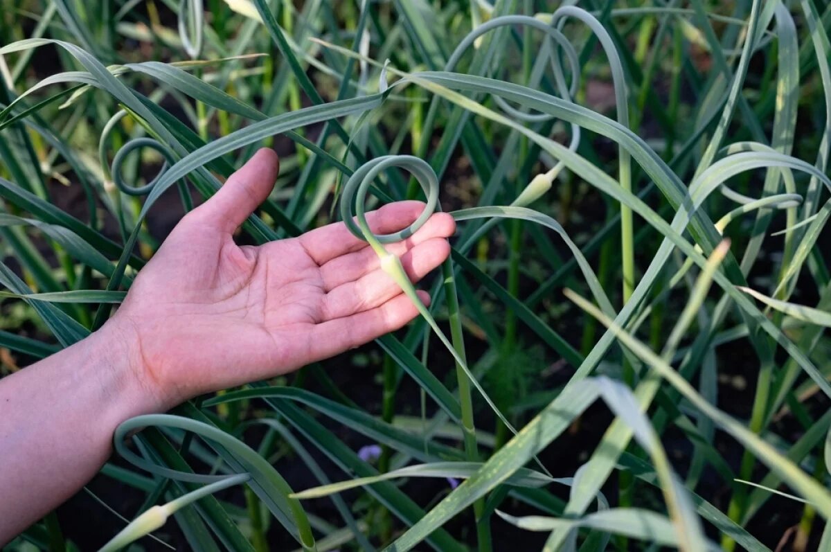    Стрелка — это цветонос, на котором формируются воздушные луковички (бульбочки).