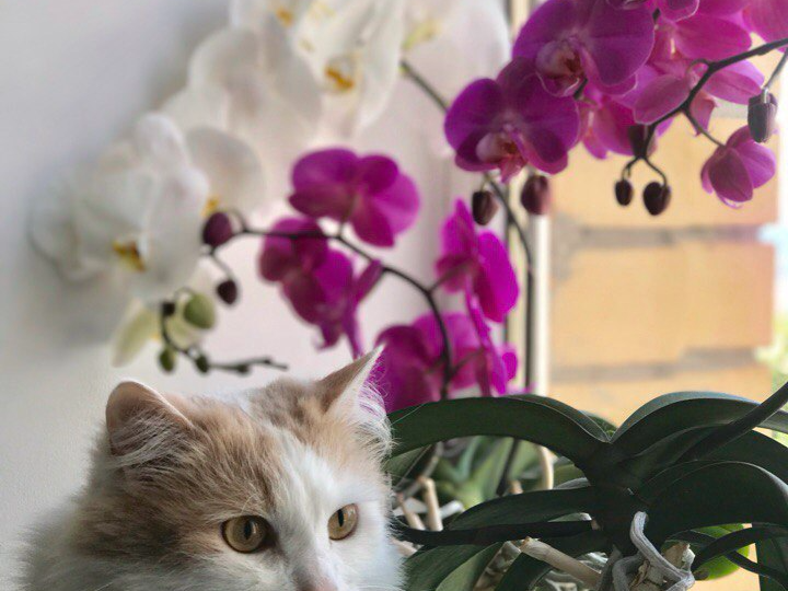 Что скрывается за словом «стресс»?