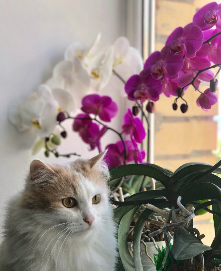 Есть ли стресс у котиков?