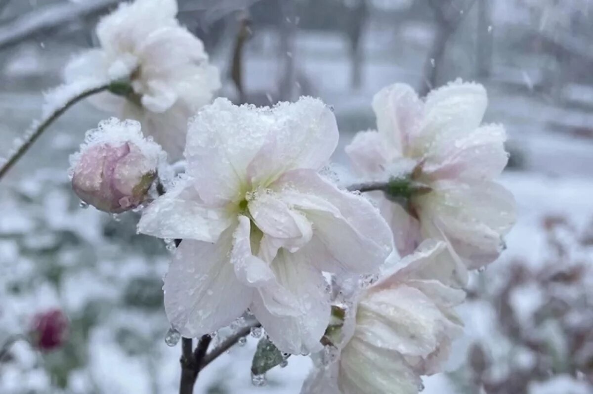    В РГО рассказали, как аномально теплая осень влияет на растения на Кубани